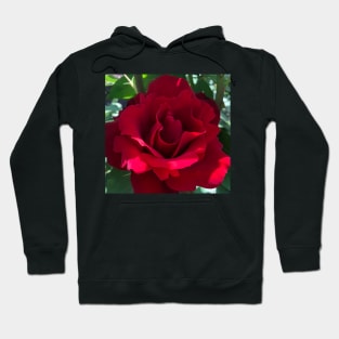 Red Rose Revolution of Love Hoodie